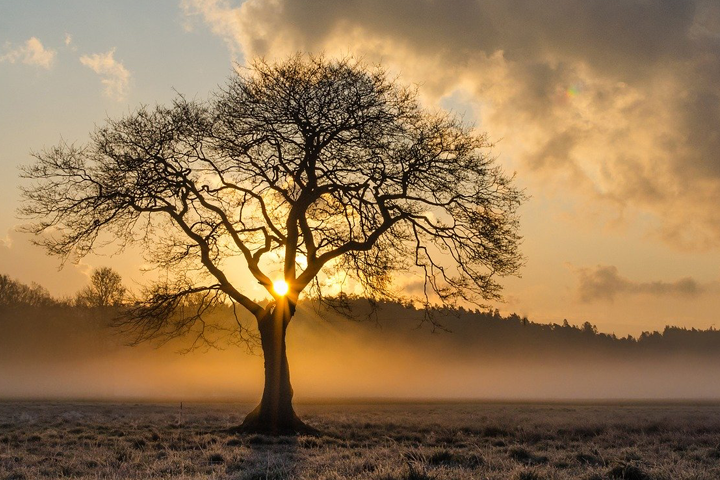 Cátedra da Empresa Familiar